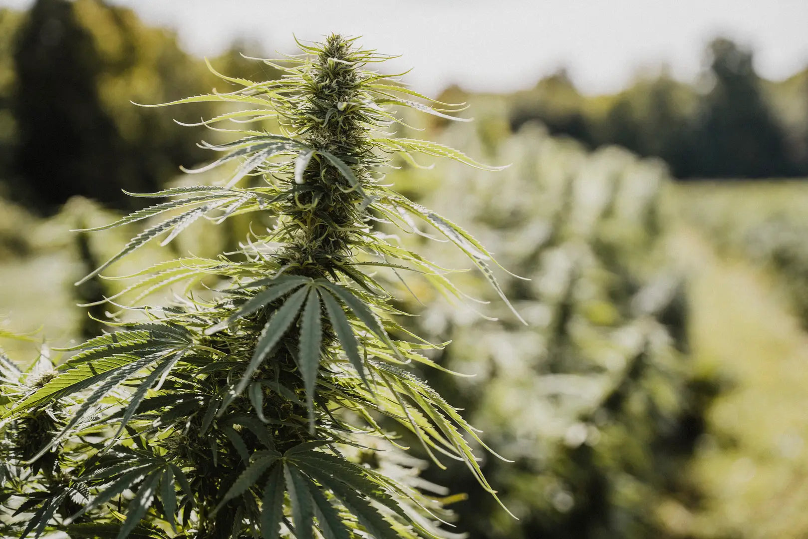 Hemp-Plant - Upstate Elevator Supply Company