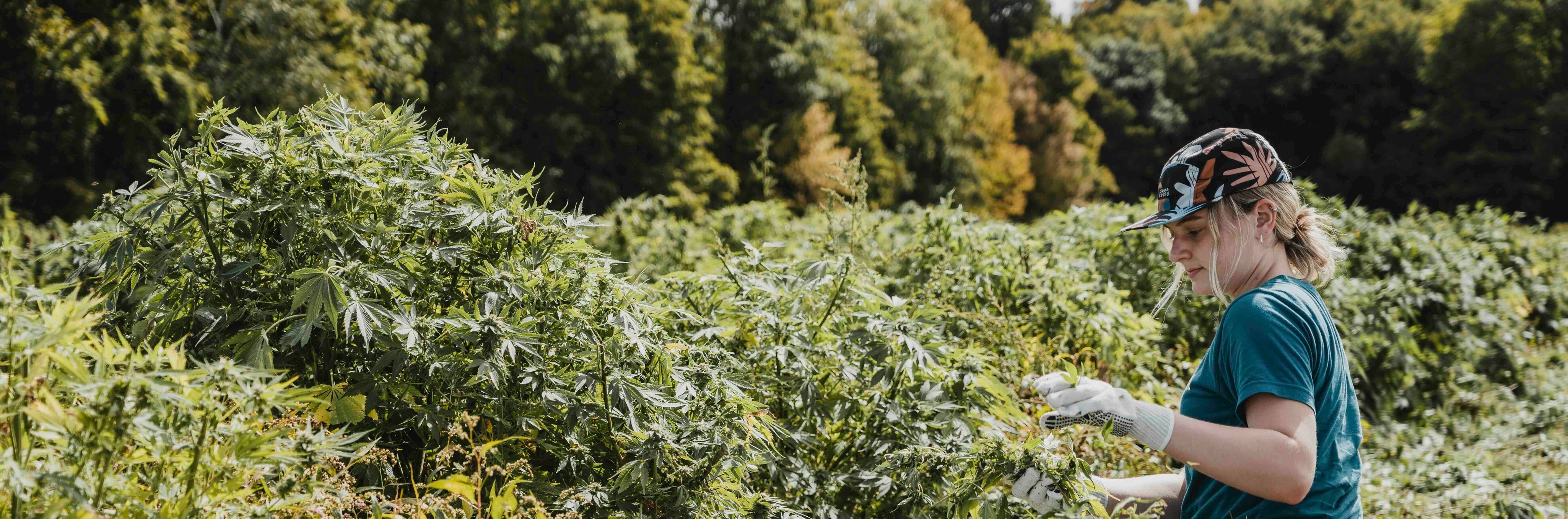 Hemp & D9 Field with Woman Working